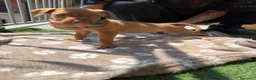 Pitbull cani in vendita: Ultimi cuccioli pitbull disponibili  - Annuncio 8