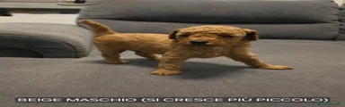 Barboncino 1