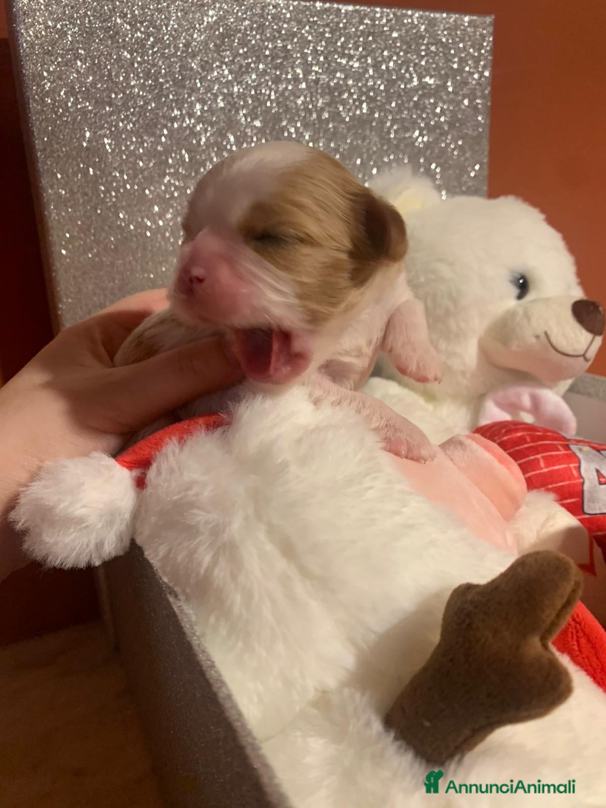 Cavalier King cani Cuccioli di Cavalier King Charles Spaniel - Annuncio 1