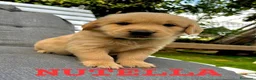 Golden Retriever cani in vendita: Golden Retriever  - Annuncio 6