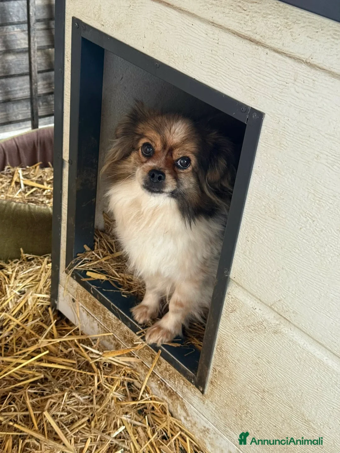 Chihuahua cani in regalo: KIKI, dolcissima mix CHIHUAHUA!  - Annuncio 6