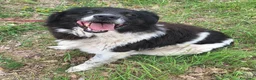 Meticcio cani in regalo: Cosmo 3 anni Taglia grande - Annuncio 3