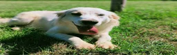 Breton cani in regalo: Dolce Fish, piccolo bretoncino/golden - Annuncio 7