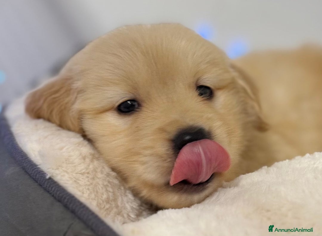Golden Retriever cani in vendita: 🐾 Golden Retriever – disponibili da subito! 🐾 - Annuncio 5