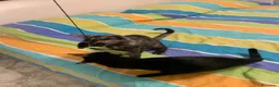 Meticcio gatti in regalo: Mea, micina deliziosa, quasi 4 mesi  - Annuncio 8