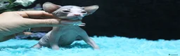 Sphynx gatti in vendita: Cuccioli di sphynx disponibile  a Città metropolitana di Milano - Annuncio 5