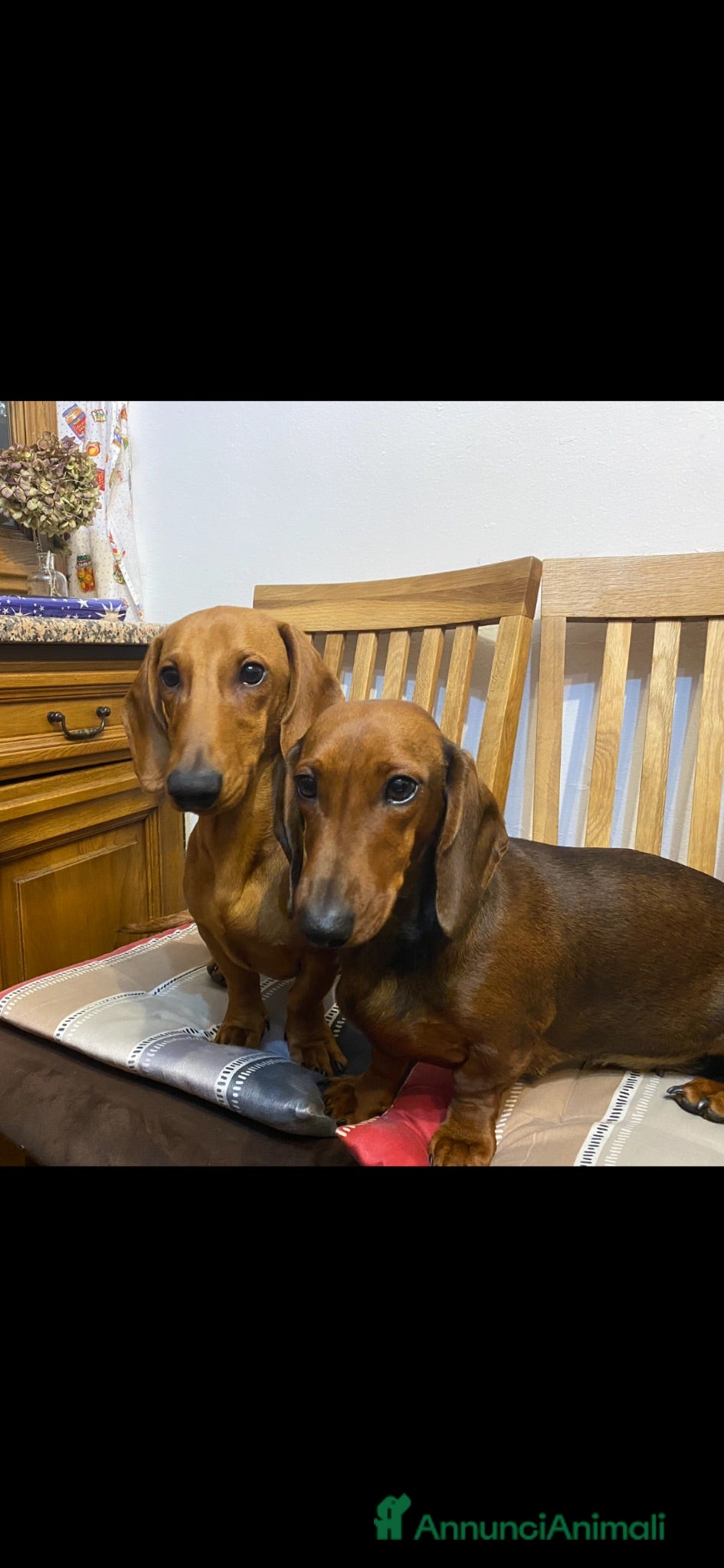 Bassotto cani Cuccioli Bassotto Standard pelo corto morbido - Annuncio 10
