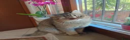 Scottish gatti per accoppiamento: Compagno di coccole  a Provincia di Pescara - Annuncio 3