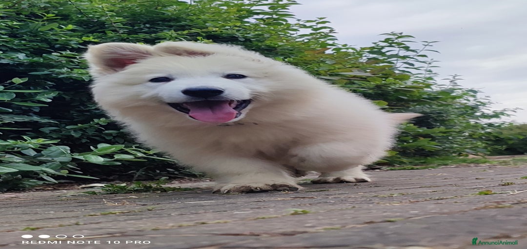 Immagine della galleria {{count}}