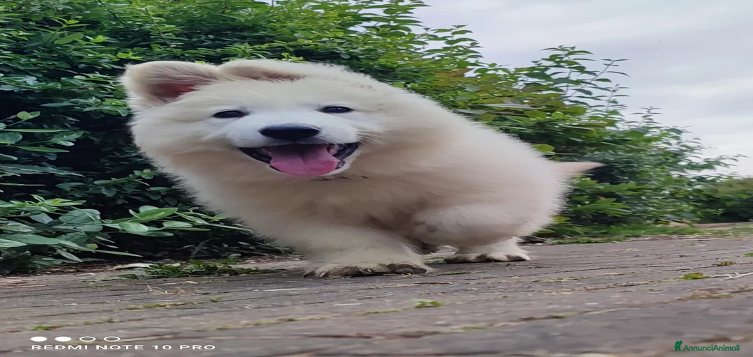 Immagine della galleria {{count}}