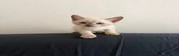 Siamese gatti in vendita: Gattini Siamese Thai / Neva Masquarada a Città metropolitana di Milano - Annuncio 16