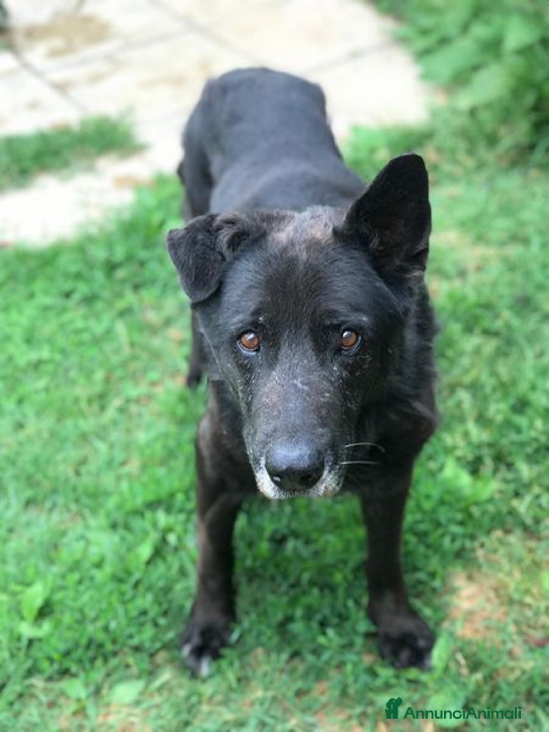 Meticcio cani in regalo: Nonno Martin, adozione del cuoricino - Annuncio 4