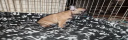 Bulldog Francese cani in vendita: Ultima cucciola di Bulldog francese cream - Annuncio 6