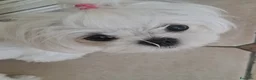 Maltese cani in vendita: Cuccioli di Maltese - Annuncio 2