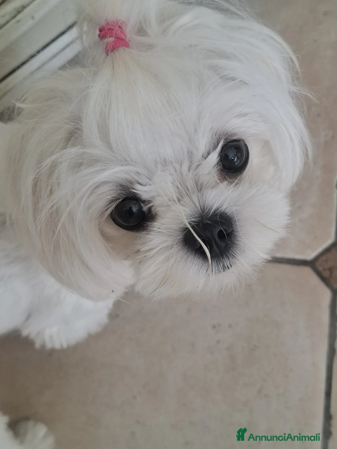 Maltese cani in vendita: Cuccioli di Maltese - Annuncio 2
