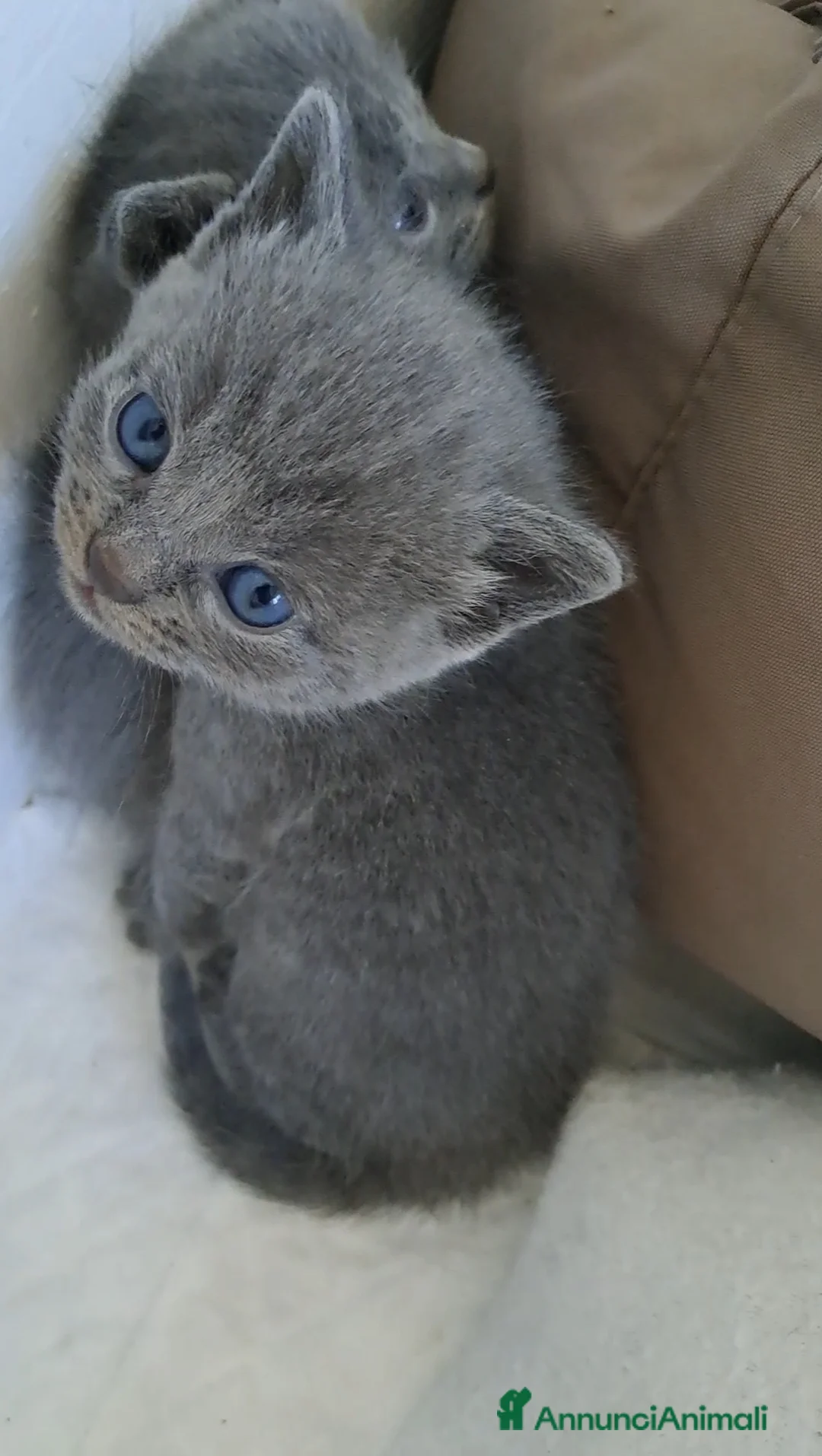 Certosino gatti in vendita: Gattino Certosino pedigree AFI - Annuncio 2