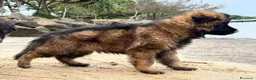 Pastore Tedesco cani in vendita: Pastore tedesco rara varietà grigio a pelo lungo - Annuncio 5