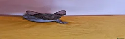 Sphynx gatti in vendita: Sphynx Canadese  - Annuncio 5