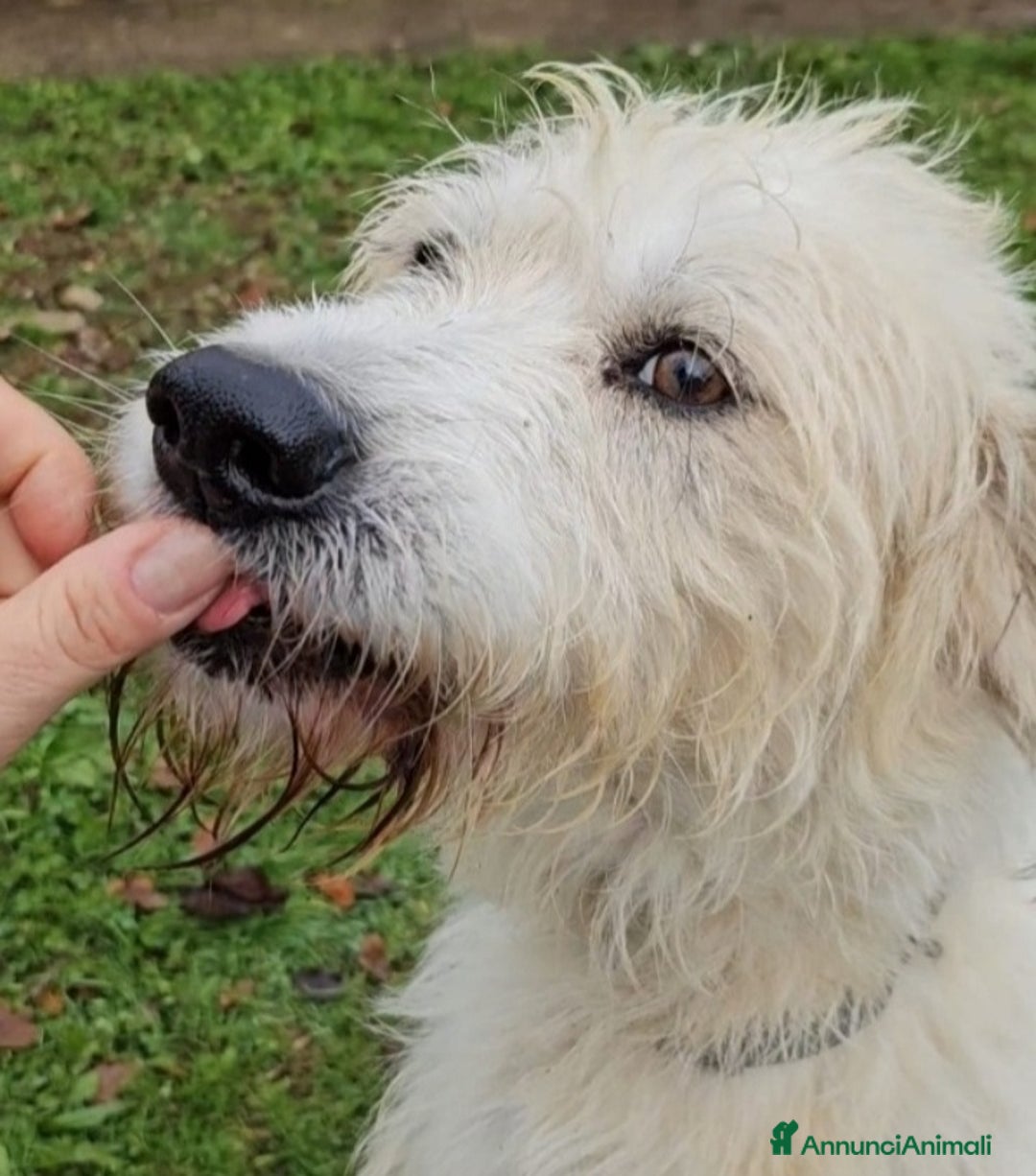 Meticcio cani in regalo: Simil Spinone 5anni salvato da 1aguzzinoNOVARA SOS a Città metropolitana di Milano - Annuncio 1