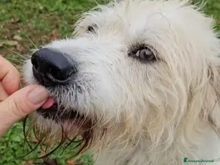 Meticcio cani Simil Spinone 5anni salvato da 1aguzzinoNOVARA SOS a Città metropolitana di Milano - Annuncio 17