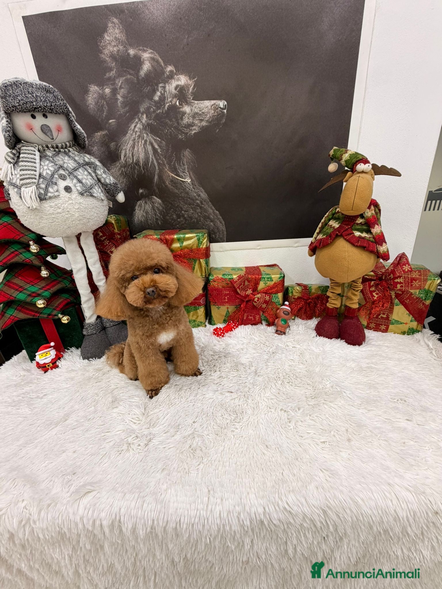 Barboncino Toy cani per accoppiamento: Barboncino Toy disponibile per monta  - Annuncio 1