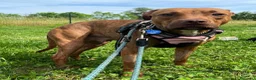 Meticcio cani in regalo: ALMA BELLISSIMA PIT - Annuncio 11