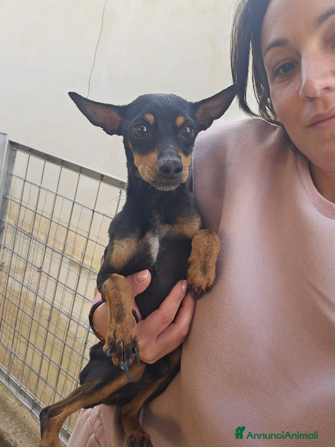 Meticcio cani in regalo: Zenit: simil pinscherino dolce e timido  - Annuncio 2