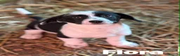 Meticcio cani in regalo: 8 super CUCCIOLI tg PICCOLA cercano amore! - Annuncio 8