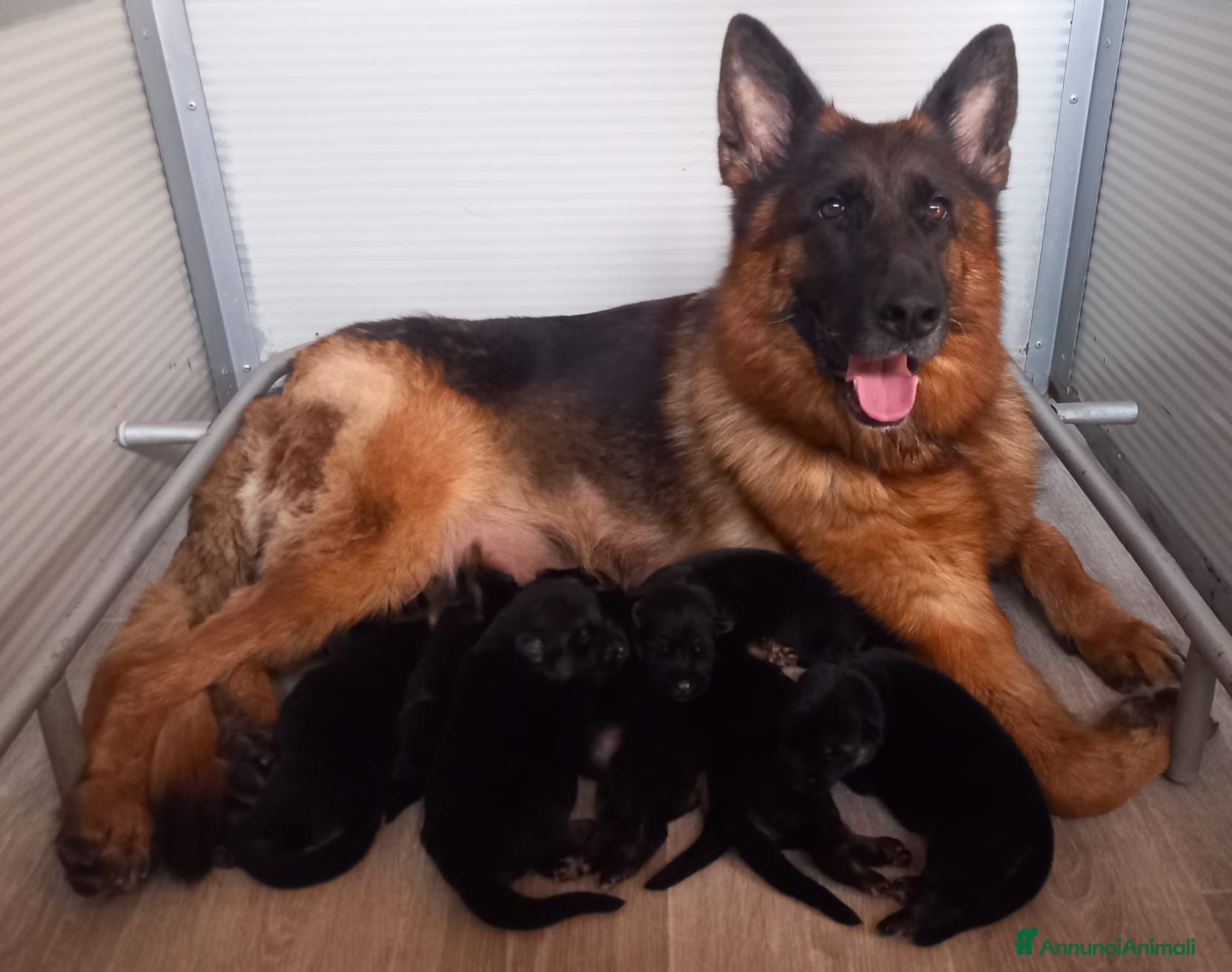 Pastore Tedesco cani cuccioli di pastore tedesco - Annuncio 24
