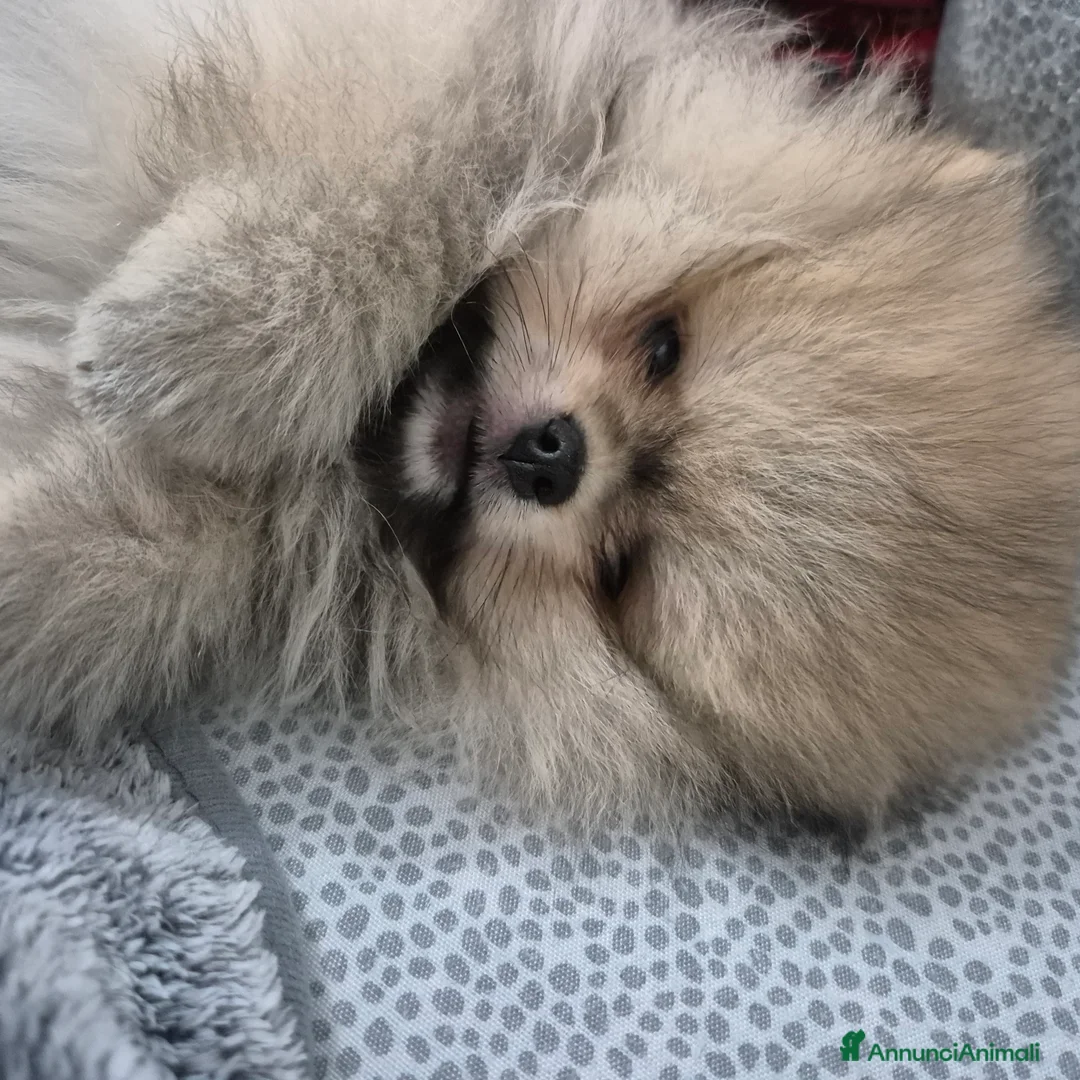 Volpino Pomerania cani in vendita: Spitz di pomerania tedesco nano  a Provincia di Oristano - Annuncio 11