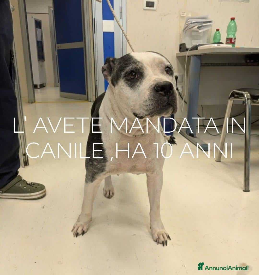 Meticcio cani Sofia 10 anni - Annuncio 31