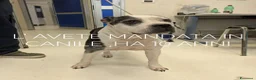 Meticcio cani in regalo: Sofia 10 anni - Annuncio 1