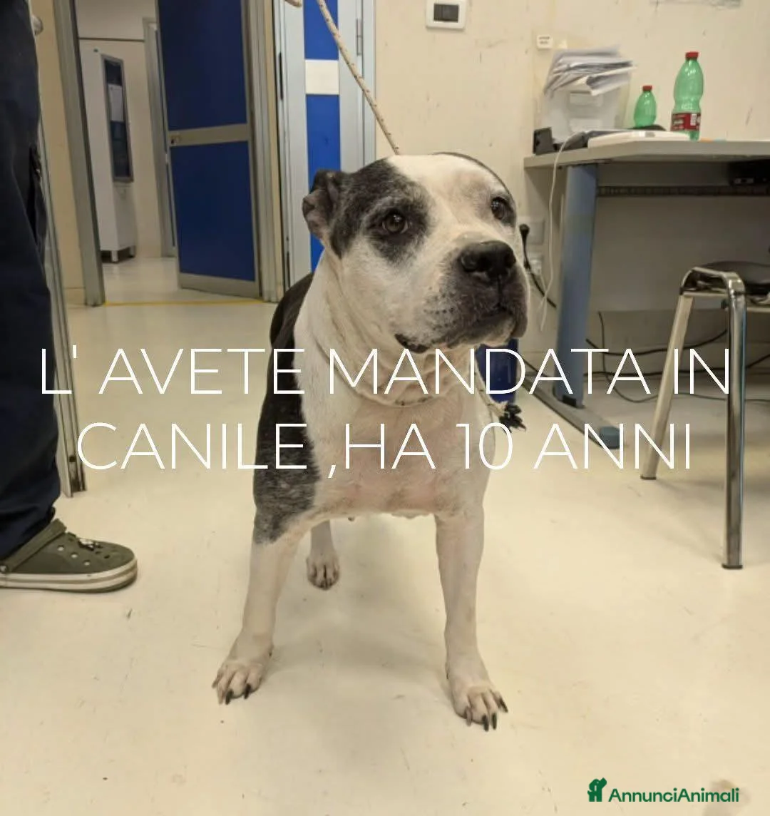 Meticcio cani in regalo: Sofia 10 anni - Annuncio 1