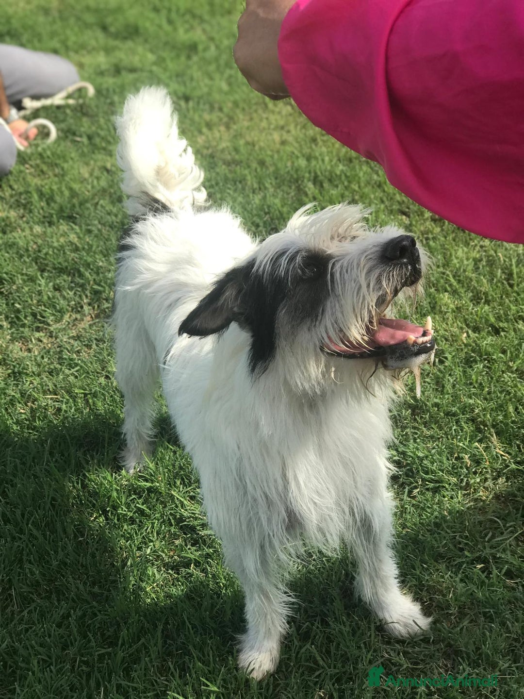 Spinone cani in regalo: Cirillo, spinoncino dalle sette bellezze a Provincia di Latina - Annuncio 3