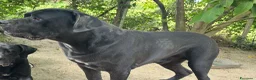 Cane Corso cani in vendita: Cucciolo di Cane Corso - Annuncio 6