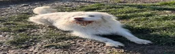 Meticcio cani in regalo: ABBANDONATO DALLA SUA FAMIGLIA  a Provincia di Ferrara - Annuncio 5
