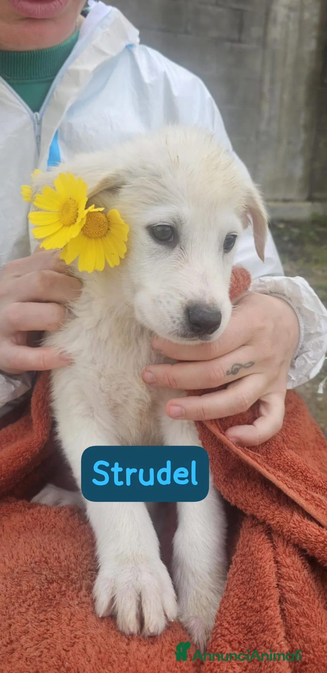 Meticcio cani in regalo: Strudel  a Provincia di Crotone - Annuncio 1