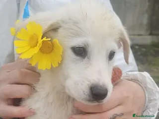 Meticcio cani Strudel - Annuncio 4