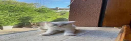 British gatti in vendita: adorabile e meraviglioso gattini  - Annuncio 10