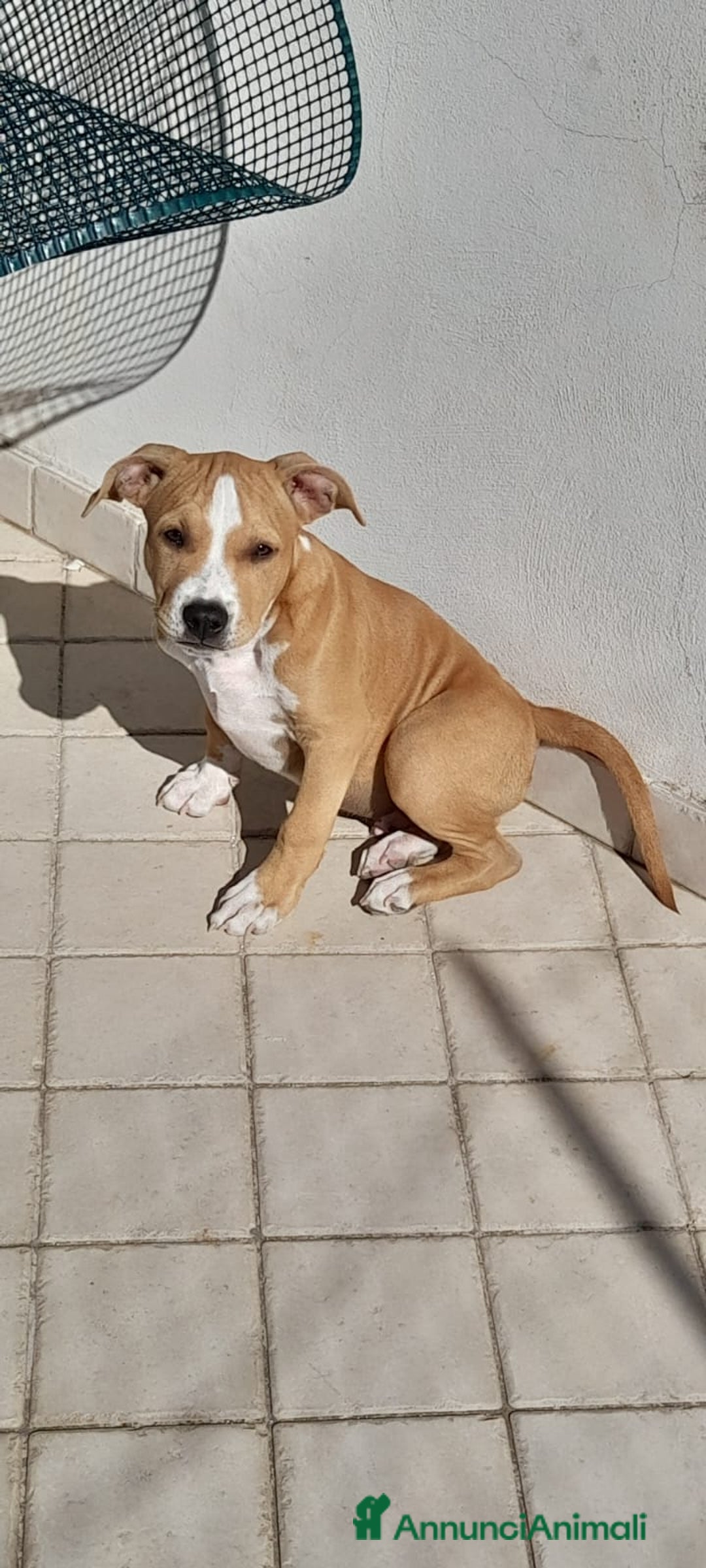 American Staffordshire cani in vendita: Cucciolo Amstaff  - Annuncio 2