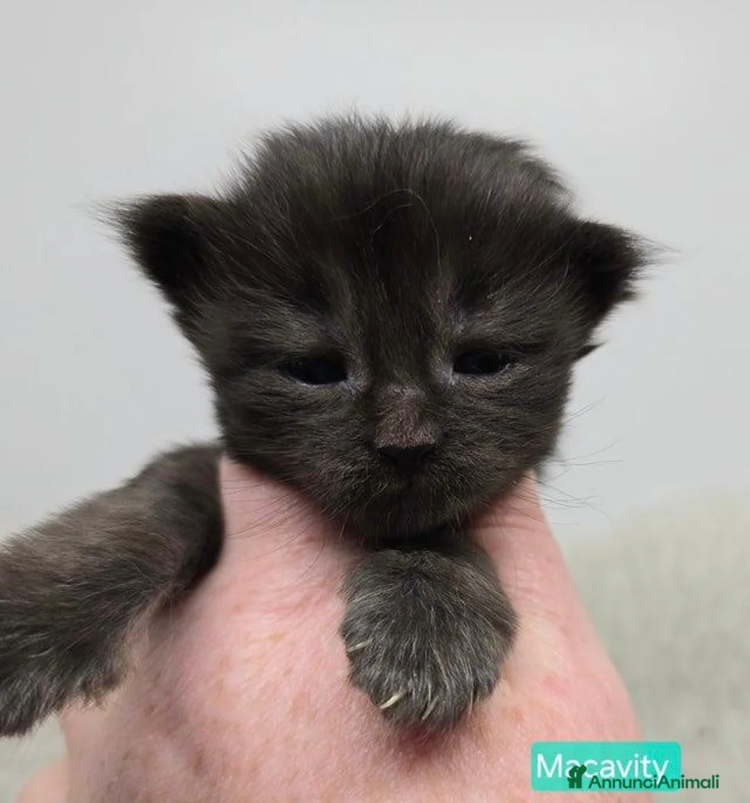 Maine Coon gatti in vendita: Gattini Maine Coon GRANDI Blu/Nero Tortie/Tabby - Annuncio 2