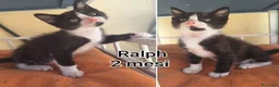 Altre razze gatti in regalo: GATTINI ABBANDONATI: EMERGENZA  a Città metropolitana di Milano - Annuncio 6