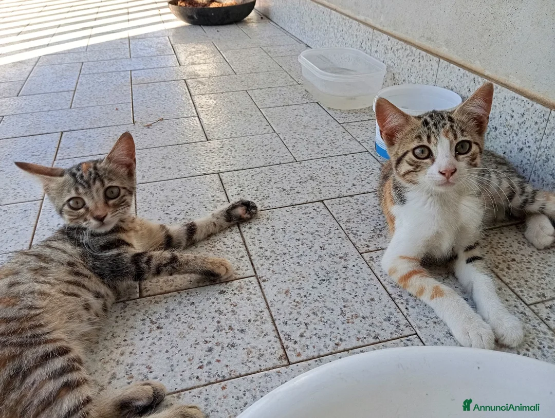 Meticcio gatti in regalo: Gattini - Annuncio 4