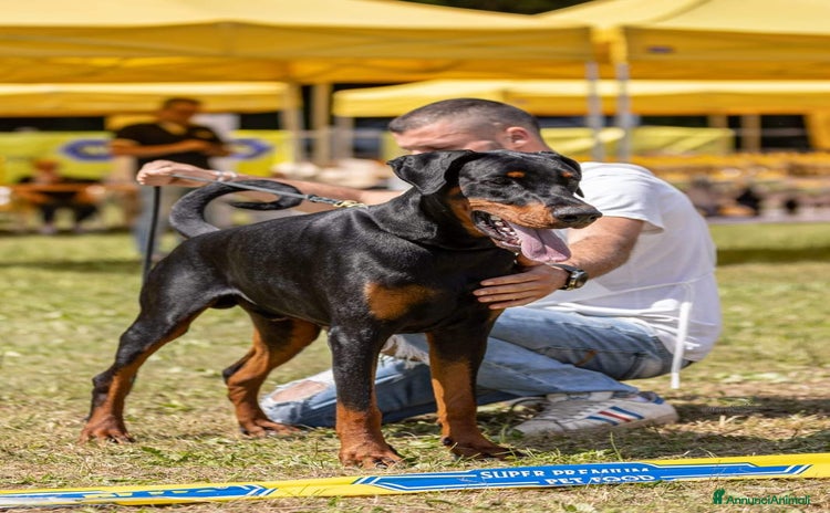 Dobermann cani - Annuncio 2