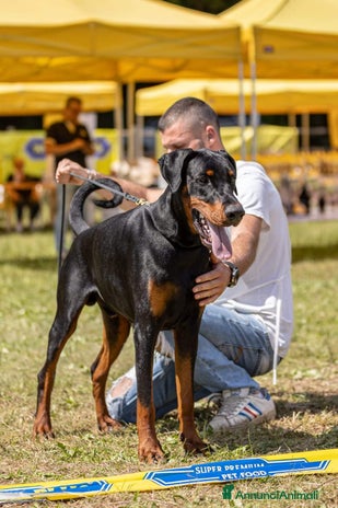 Dobermann cani - Annuncio 2