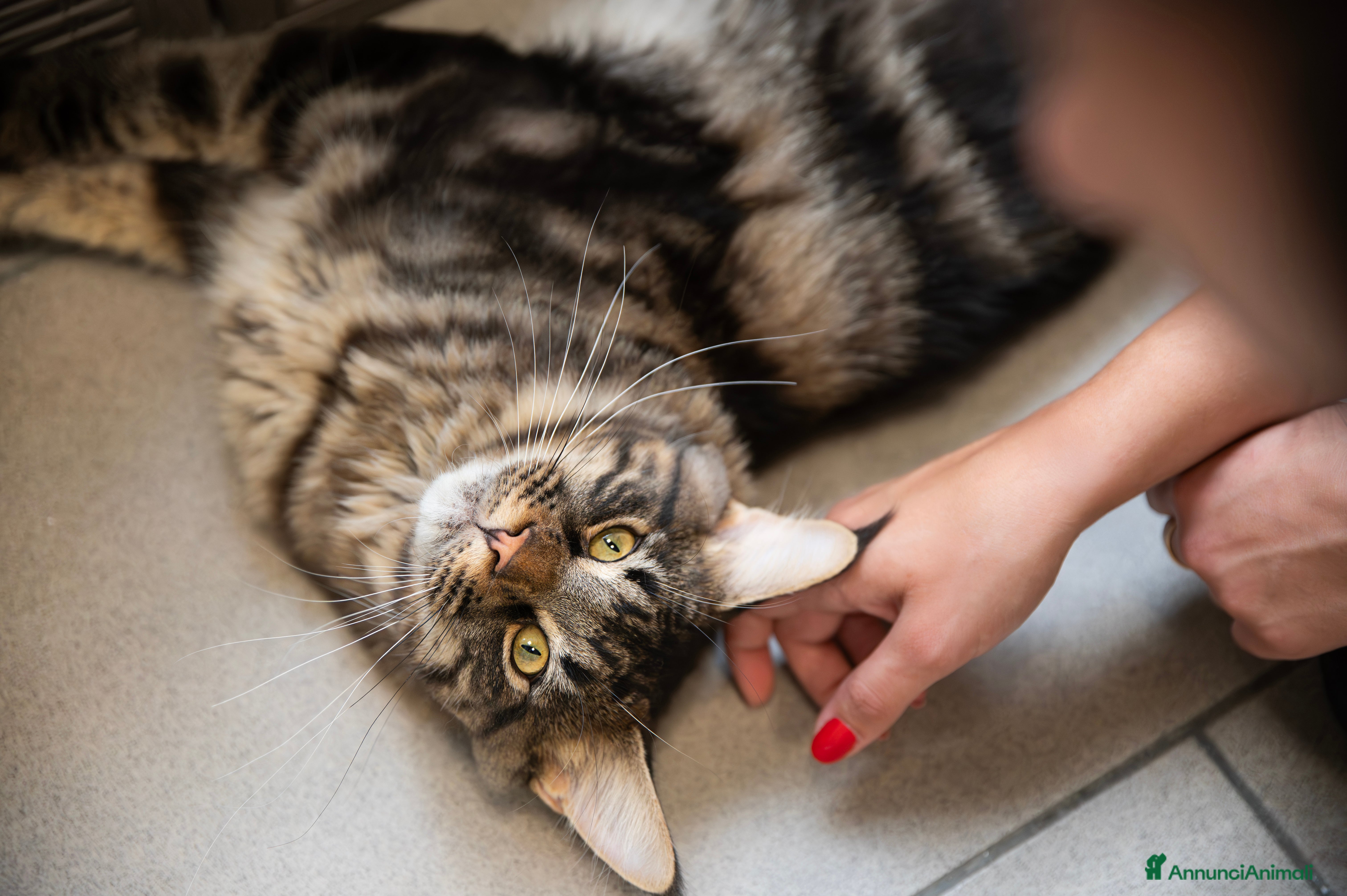 Maine Coon gatti Splendido maine coon maschio disponibile per monta - Annuncio 2