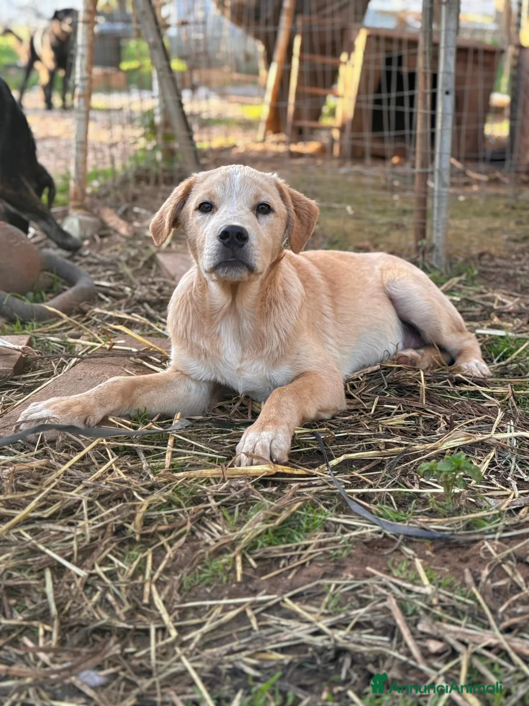 Altre razze cani in regalo: GINA GILDA GIULIO E GRETA - Annuncio 3