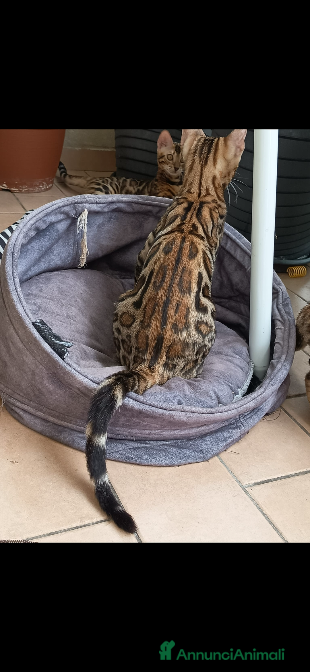 Bengala gatti in vendita: Cuccioli bengala - Annuncio 2