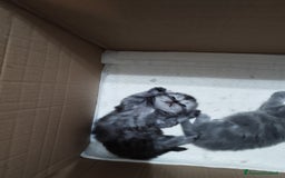 Persiano gatti in vendita: Cuccioli persiano silver schaded a Città Metropolitana di Bologna - Immagine 5