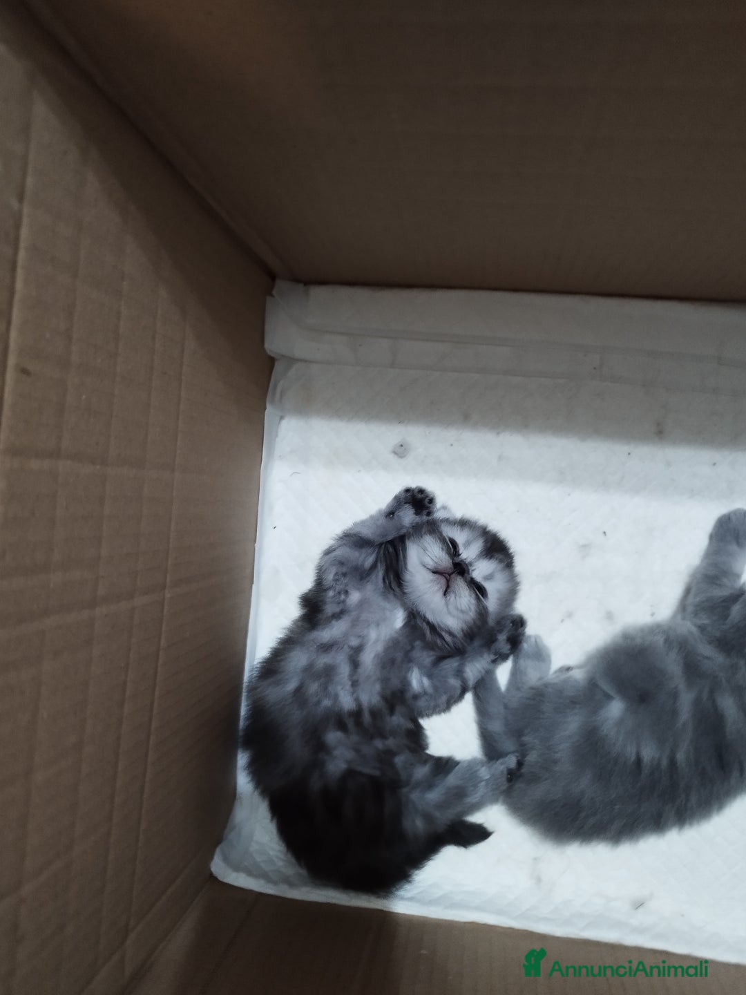 Persiano gatti in vendita: Cuccioli persiano silver schaded a Città Metropolitana di Bologna - Immagine 5